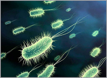 معرفی ۴ گونه جدید باکتری از جنس Pseudomonas توسط  عضو محترم هیات علمی گروه گیاه پزشکی