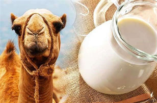 خواص کمک درمانی شیر شتر
