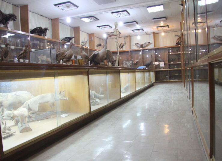موزه جانورشناسی دانشگاه