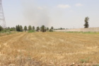 تحقق شعار «آموزش در میدان»؛ دانشجویان دانشگاه علوم کشاورزی خوزستان برای دومین سال پیاپی گندم برداشت کردند