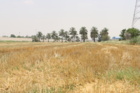 تحقق شعار «آموزش در میدان»؛ دانشجویان دانشگاه علوم کشاورزی خوزستان برای دومین سال پیاپی گندم برداشت کردند