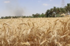 تحقق شعار «آموزش در میدان»؛ دانشجویان دانشگاه علوم کشاورزی خوزستان برای دومین سال پیاپی گندم برداشت کردند