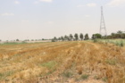 تحقق شعار «آموزش در میدان»؛ دانشجویان دانشگاه علوم کشاورزی خوزستان برای دومین سال پیاپی گندم برداشت کردند