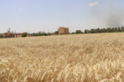 تحقق شعار «آموزش در میدان»؛ دانشجویان دانشگاه علوم کشاورزی خوزستان برای دومین سال پیاپی گندم برداشت کردند