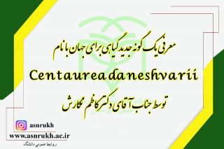 معرفی یک گونه جدید گیاهی برای جهان با نام Centaurea daneshvarii به افتخار استاد دانشگاه علوم کشاورزی و منابع طبیعی خوزستان توسط عضو هیأت علمی گروه علوم و مهندسی باغبانی