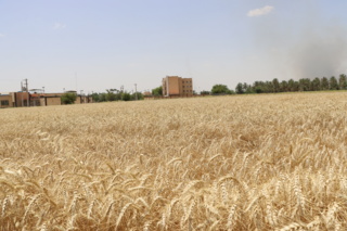 تحقق شعار «آموزش در میدان»؛ دانشجویان دانشگاه علوم کشاورزی  و منابع طبیعی خوزستان برای دومین سال پیاپی گندم برداشت کردند